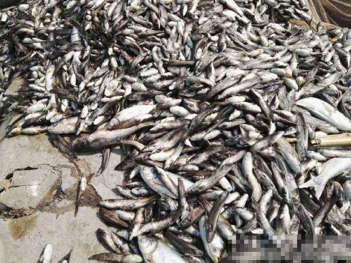 四川达州三万斤鱼被热死 网友:好大一锅水煮鱼