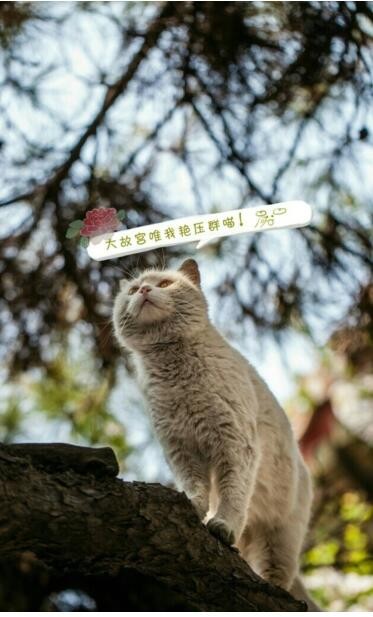 故宫最萌员工猫保安直播 星漫star激萌配音