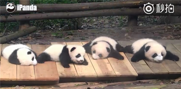 蜜蜂骚扰大熊猫幼仔 奶爸反手就是一拖鞋