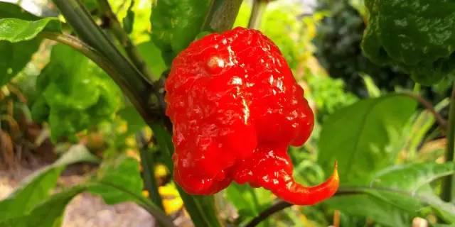 男子吸食死神辣椒 不停抽噎狂吐不止自称太恐