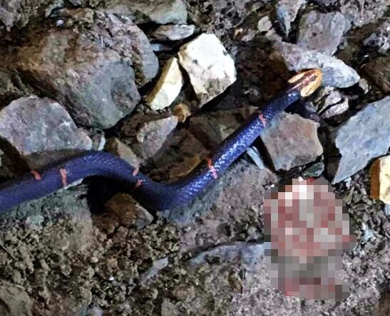 见此情形，张某知道碰上了巨毒蛇。回家后上网一查，发现这条蛇名为白头蝰蛇，是一种频危物种，是我国境内27种毒蛇之一，分布于我国中西部海拔100米至1600米的丘陵山区。