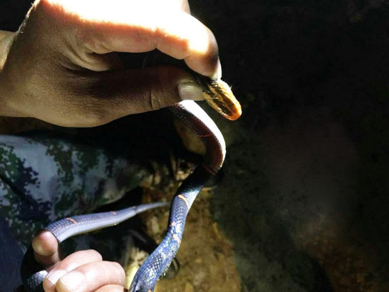 (记者关前裕通讯员周家山)昨日，十堰市茅箭区农村发现一条濒危白头蝰蛇，一口将一条大狗咬死。