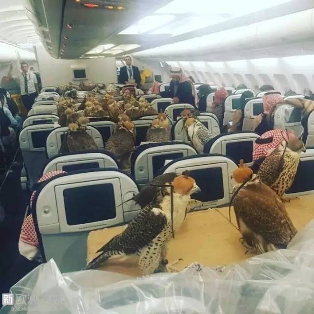 沙特王子带着80只猎隼上飞机 有钱又任性