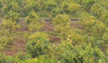 柑橘黄化的原因还有它 防治需用盈辉杀线剂