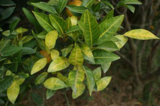 柑桔黄龙病能防治吗 防治需从用盈辉杀线剂开