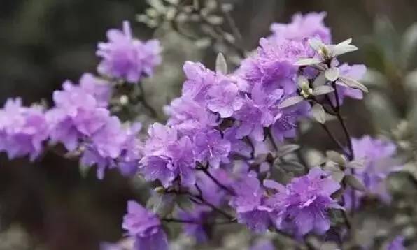 收藏!4、5月份青海最佳赏花地图