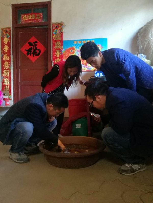 洛南灵口镇贫困户在门前水沟捡捞"娃娃鱼"上交国家