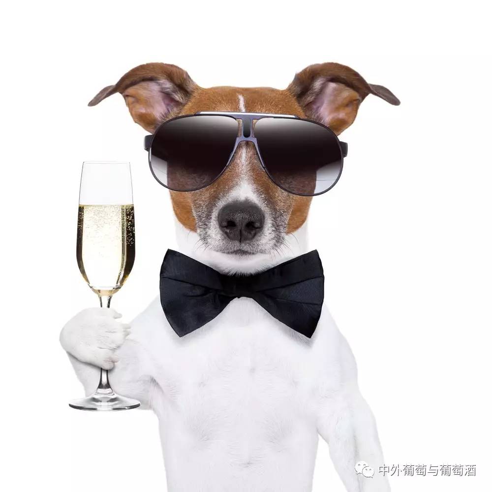 在闻葡萄酒的时候,真的是人比狗更灵敏吗?