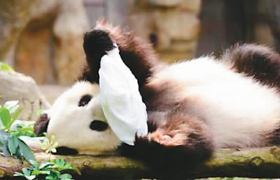 居港大熊猫的“港漂”生活：懂三语 喜香气