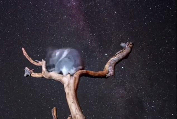 最文艺的考拉！澳考拉每晚坐枝头观赏星空