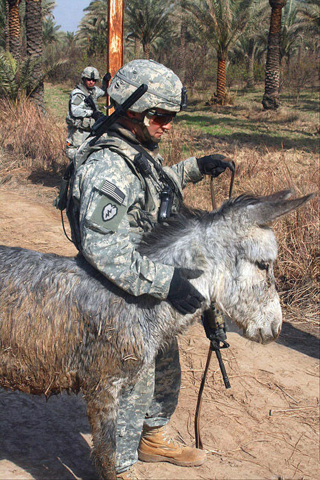 美军升级军用动物指南 整章讨论美洲驼这种蠢货