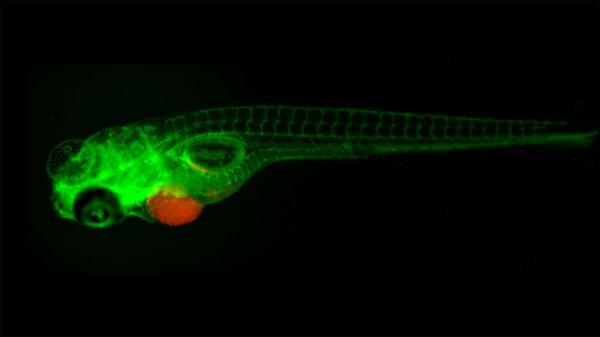 给斑马鱼植入人类肿瘤，“水中小白鼠”帮癌症患者试药