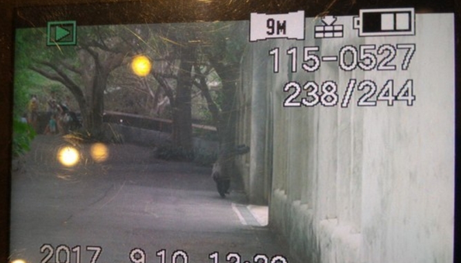 台北动物园猩猩“越狱”追逐人群 游客惊吓逃窜