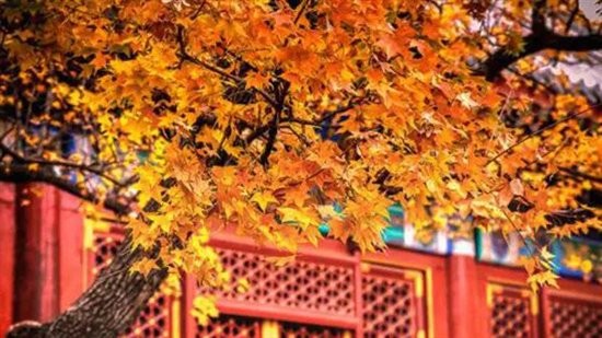 蚂蚁短租赏秋指南:其实秋天 留在北京就够了