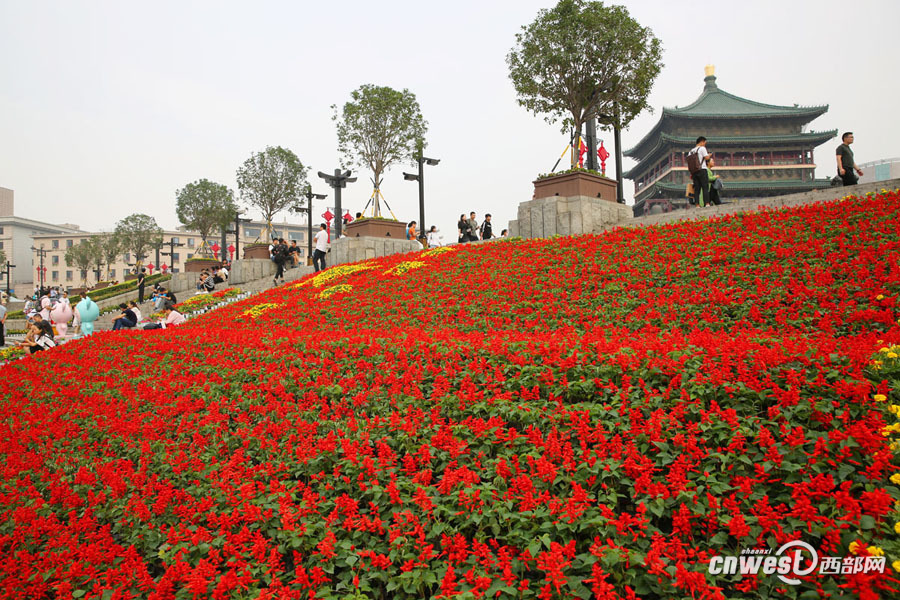 钟鼓楼广场鲜花国旗成西安最靓丽的风景。 原标题:迎国庆西安钟鼓楼广场鲜花国旗成靓丽风景 西部网讯(记者 魏永贤) 9月23日,西安市钟鼓楼广场,用鲜花拼成的五星红旗吸引众多市民和游客拍照留念。 由数万盆一串红、孔雀草、万寿菊等鲜花拼成的国旗成了西安国庆期间最靓丽的风景。