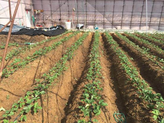 惠农聚宝:新模式大力推动特色现代农业