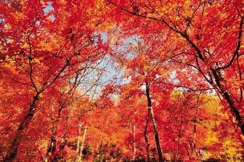 漫山红叶将绽放 秋日的神灵给你童话般的世界