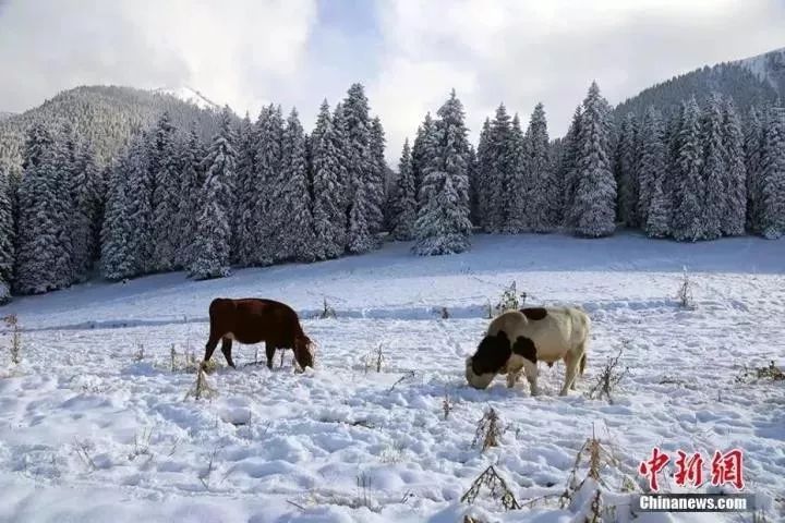 �����Ϸ���������¶���������ڱ����ķ�ѩ����Ű�