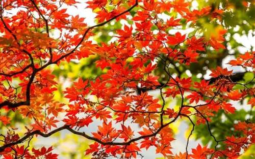 漫山红叶将绽放 秋日的神灵给你童话般的世界