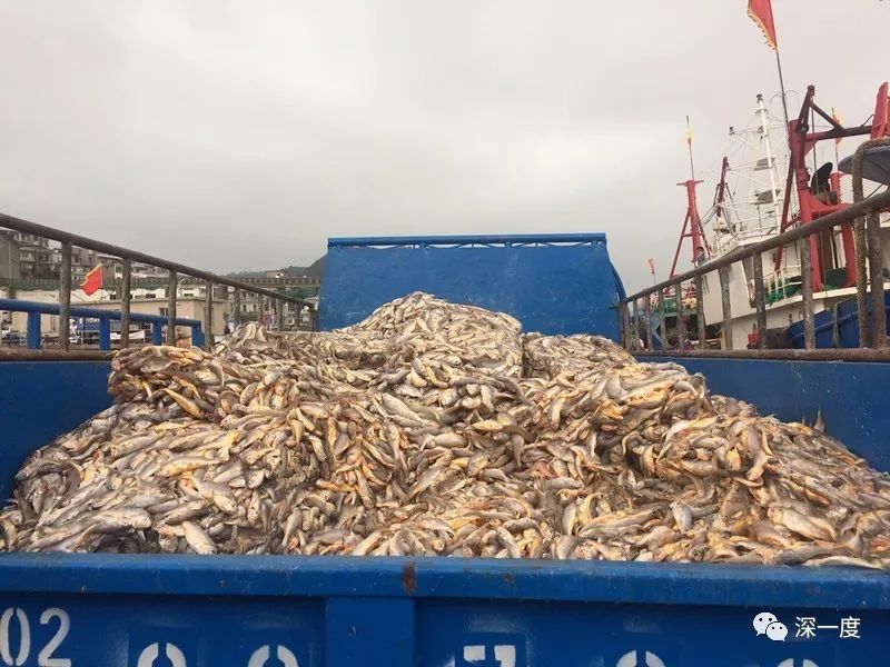 往来“讨海人”:盘中餐,险中取