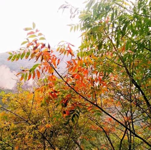 郑州向西一小时 浮戏山中赏秋色
