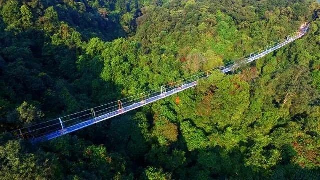 自去年开始,柳州融水双龙沟景区玻璃悬索桥就几度成为热门的旅游景点之一。融水双龙沟景区玻璃悬索桥与其他玻璃栈道不同的是,它是悬索桥结构,且真正“悬浮”,多人走上去会上下左右摇摆晃动,更刺激!