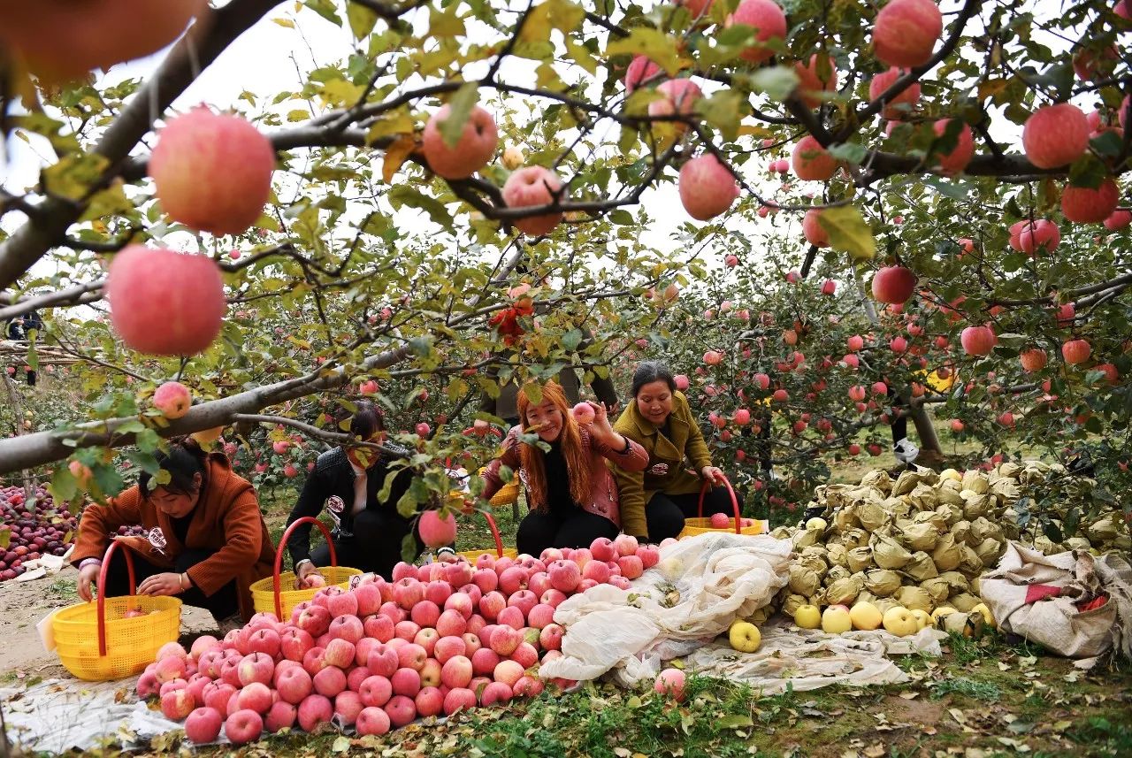 评论：苹果期货的推出关系着33个国家级贫困县的未来