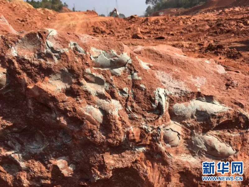 江西一工地发现20多枚恐龙蛋化石 距今约1.3亿年