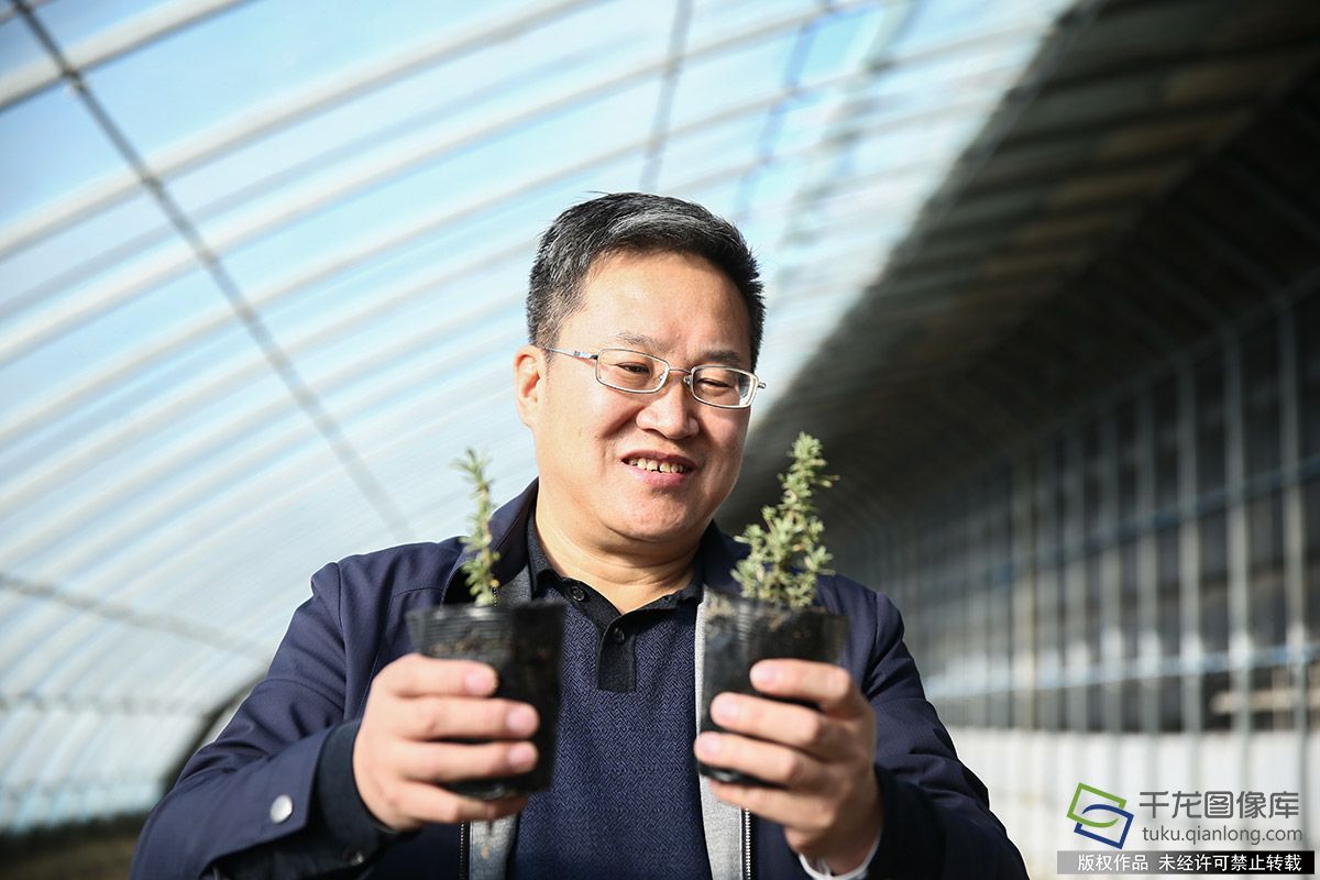 北京援疆官员沙漠种植“神奇植物”引领族同胞绿色脱贫