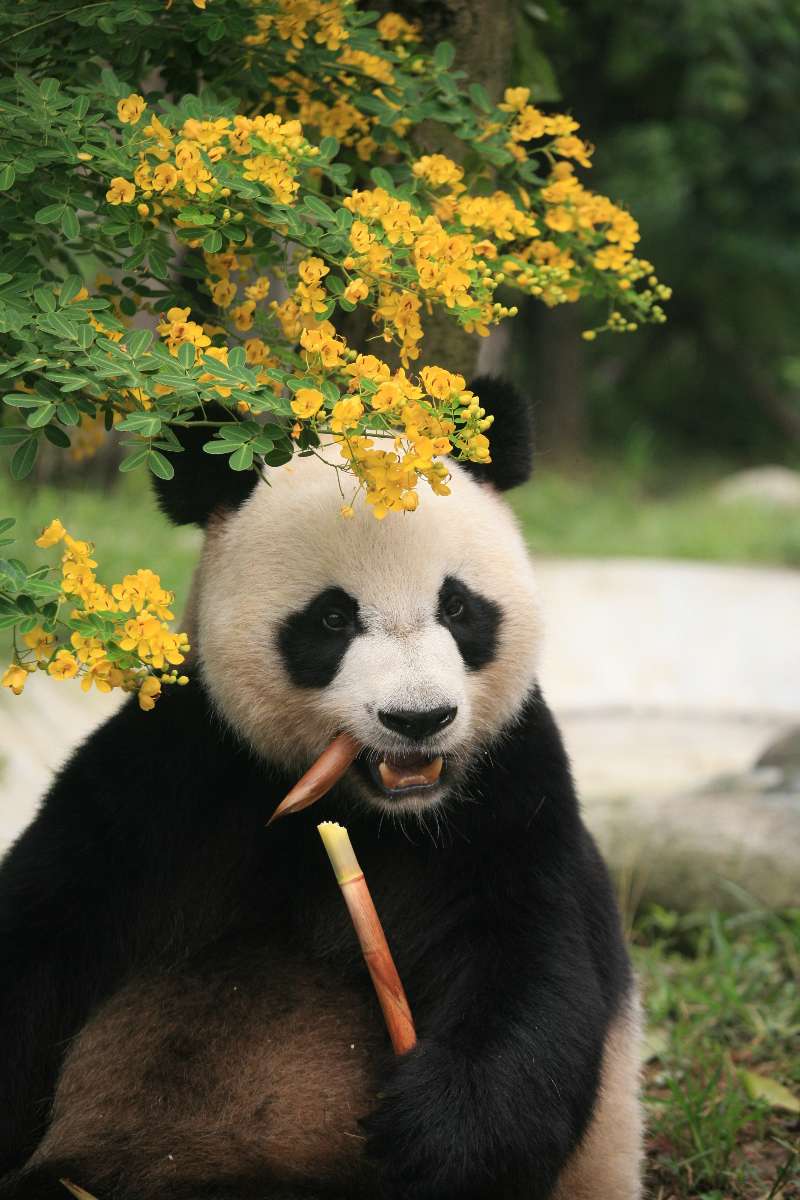 大熊猫明明适合吃肉，为啥啃了几百万年竹子？