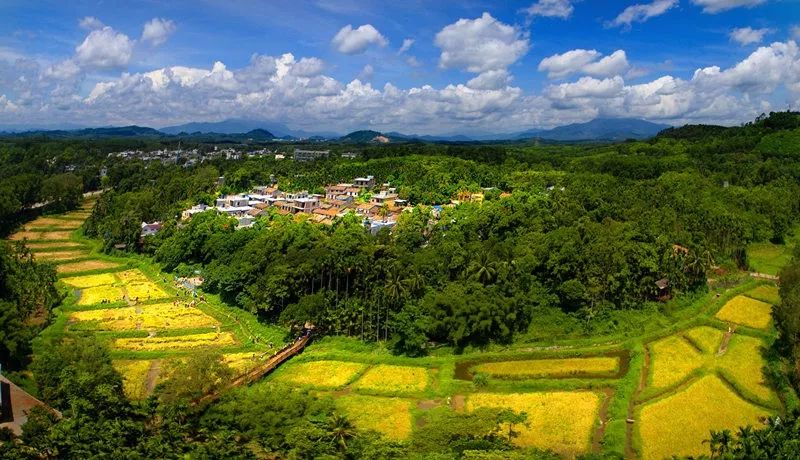 74%,自然生态环境优越,热带雨林山区的植物多样化(熊峰摄)