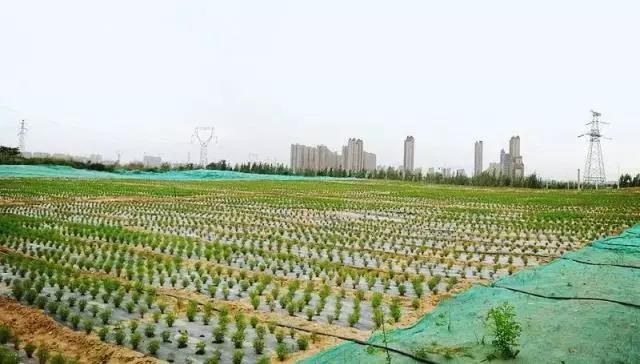 浐灞生态区 杏园立交西侧花海 待到七月 多色波斯菊将在这里盛开 这里将是一片彩色的海洋