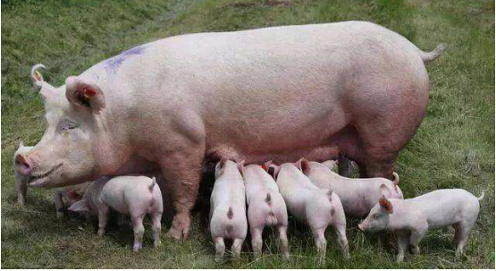 增加哺乳母猪泌乳量的精细化管理机制