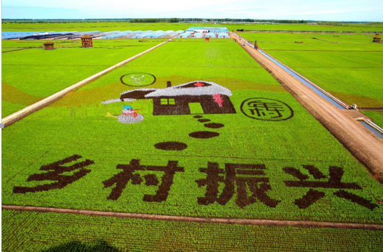 万亩稻田画现身"北国粮都" 富锦农业旅游跨界玩出新花样