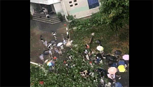 暴雨吹倒大树砸中校工 女大学生边喊号子边抬树救人