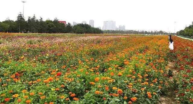 花田花海盛开正当时!你不来,我不败