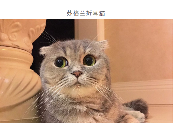 长城宠物展,我们九月来吸猫