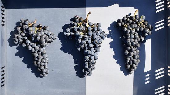 嘉隆酒庄2018年采收的葡萄