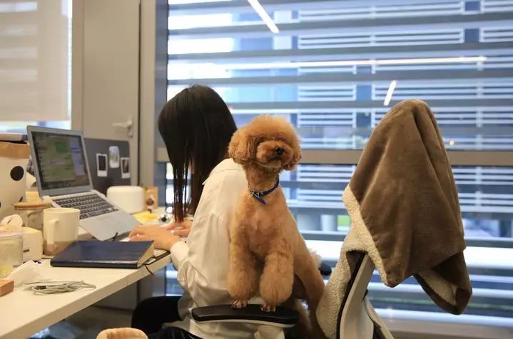 允许员工带宠物上班！杭州有家公司做到了