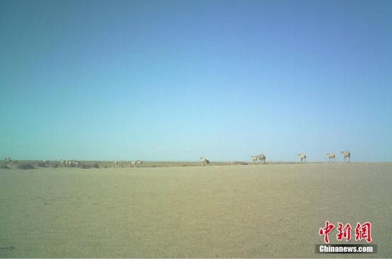 图为甘肃敦煌西湖国家级自然保护区红外相机拍摄的大群野骆驼。 王海摄