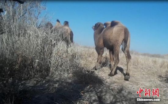 图为甘肃敦煌西湖国家级自然保护区里的野骆驼。 王海摄