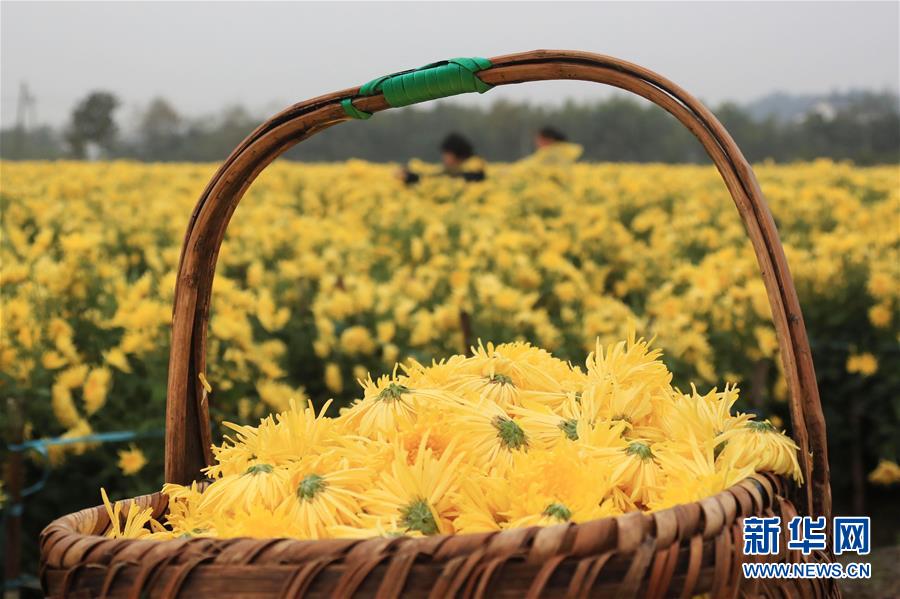 #（环境）（1）安徽：黄山连日降温菊农抢收贡菊
