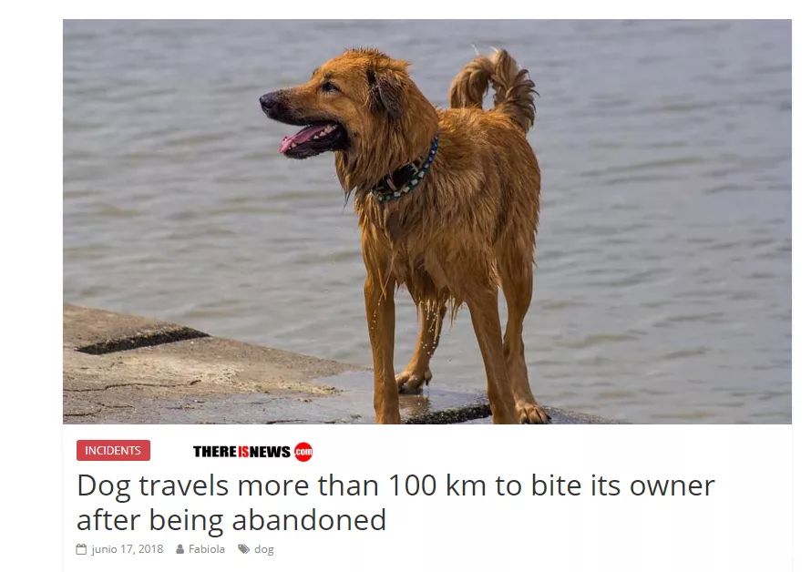 狗狗被遗弃，追了100多公里，只为……咬主人一口！