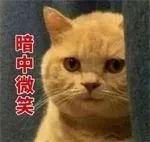 浙江6旬大伯因为“吸猫”住院！千万小心不到1岁的小奶猫