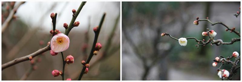 上海的梅花开啦，比去年早了至少一周！绵绵冬雨催花开？