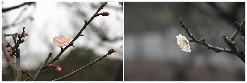 上海的梅花开啦，比去年早了至少一周！绵绵冬雨催花开？