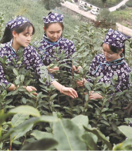 2019温州早茶品牌展开幕 “全省第一早”(图1)