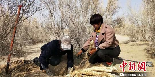 3月5日，在甘肃省民勤县青土湖沙产业示范园，干练利落的崔爱萍正忙着指导村民采挖肉苁蓉。　马爱彬摄