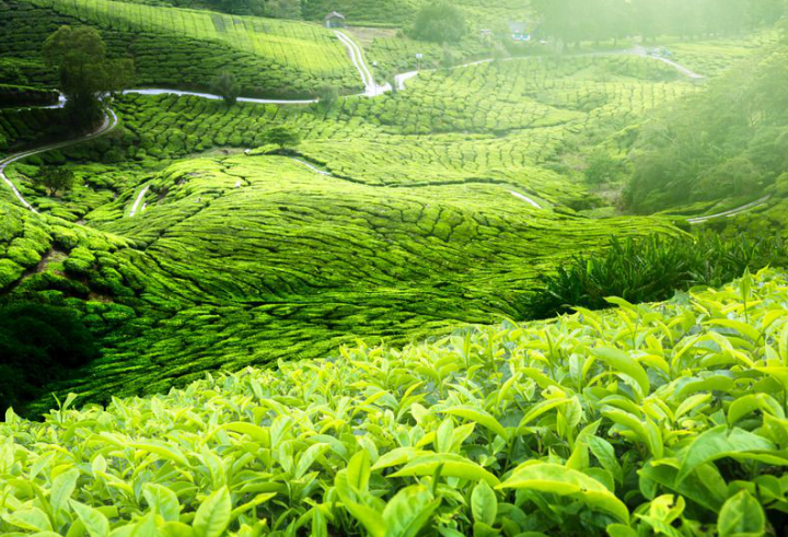省委书记为贵州茶代言:要喝没有污染的茶就到