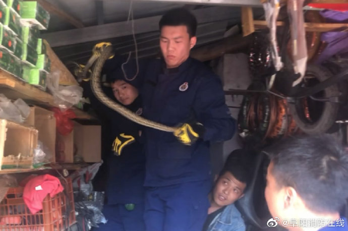 1.5米长大蛇藏身阜阳商铺店主：已多次被蛇”光顾“